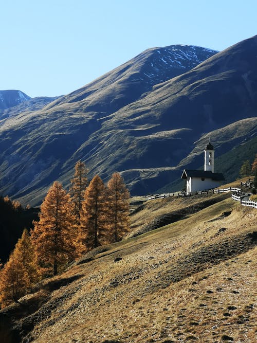 Immagine gratuita di alberi, alto, autunno