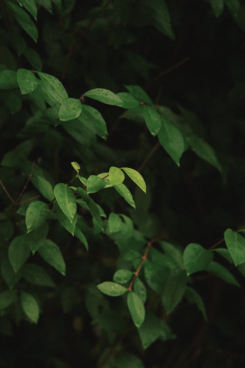 Green Leaves in Close-up Photography