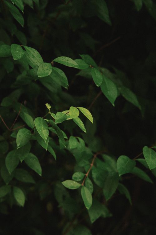 Free Close-up of lush green leaves in a dark, forested environment, providing a serene and natural vibe. Stock Photo