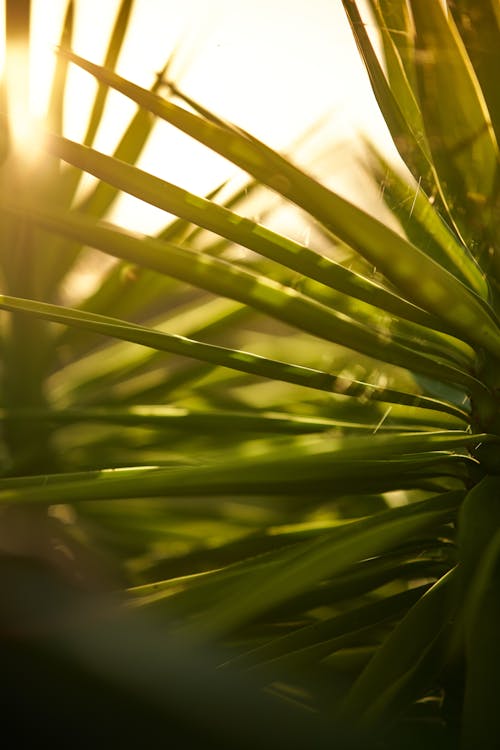 Green Plant in Close Up Photography