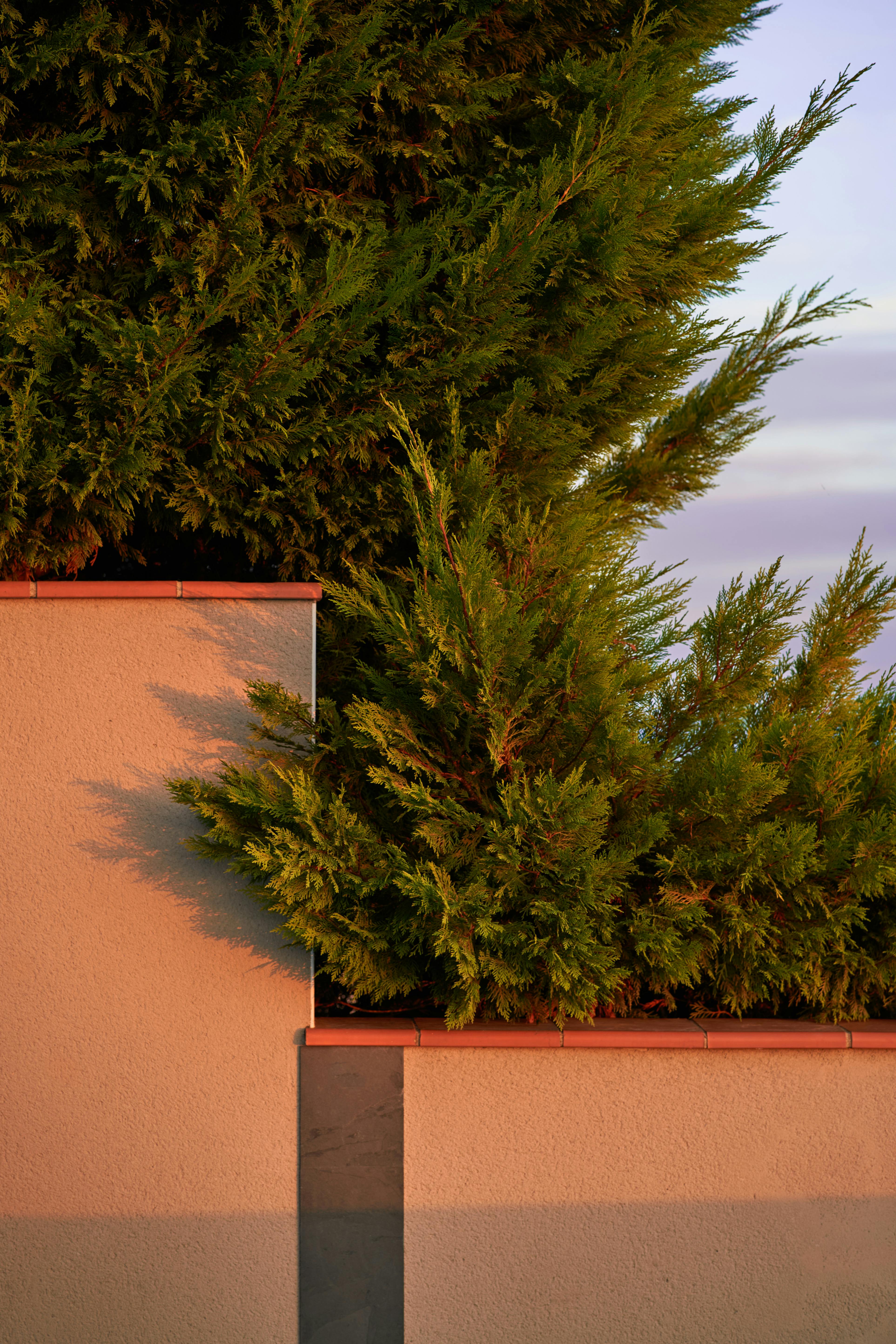 Aesthetic composition of green plants and modern wall in warm sunlight.