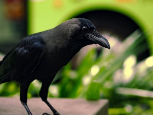 Free Detailed close-up of a crow with a green blurred background, showcasing its features. Stock Photo