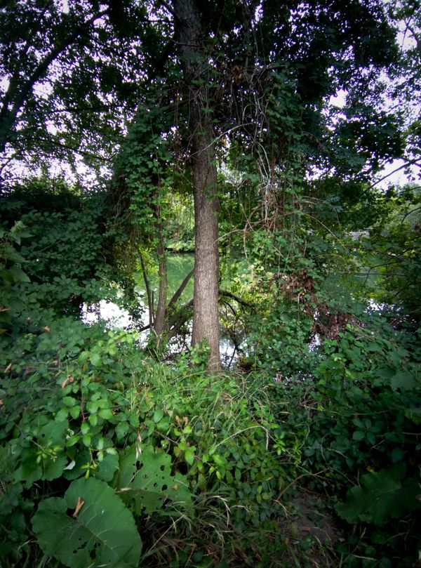 Tronc d'arbre couvert de lierre dans une végétation luxuriante au bord d'une rivière