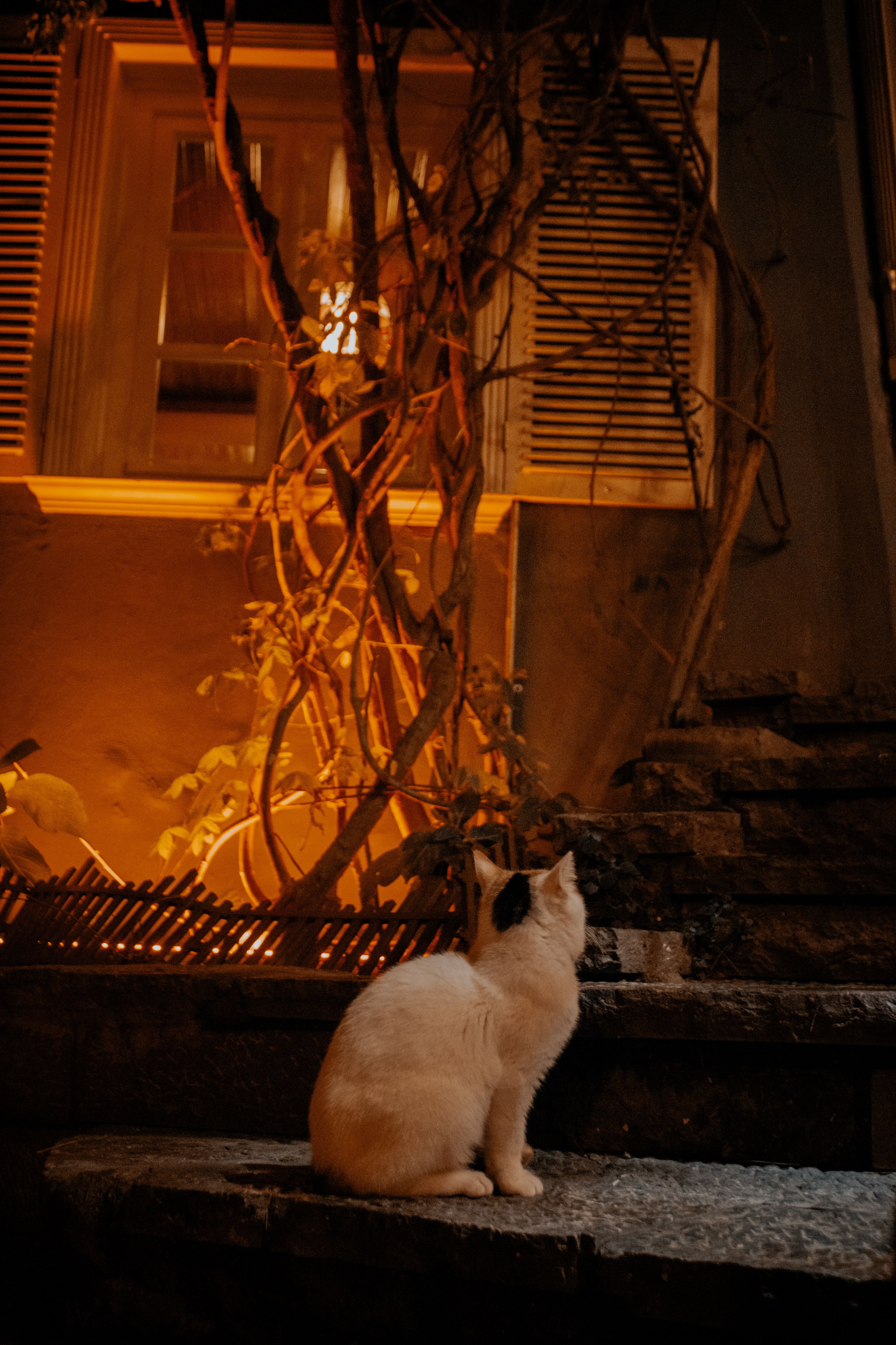 A Cat on a Concrete Ledge · Free Stock Photo