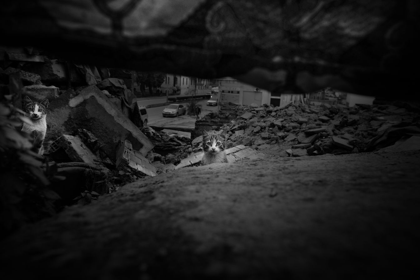 View of Feral Cat Colony Needs: A Simple Guide to Care and Balance