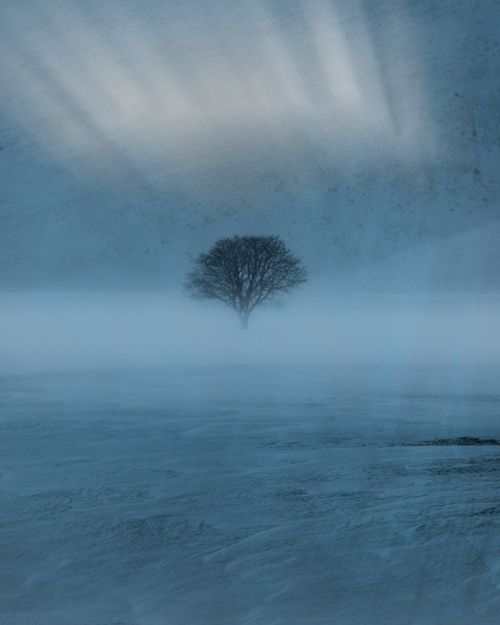 Free A lone tree stands in a fog-covered, snowy winter landscape with an overcast sky. Stock Photo