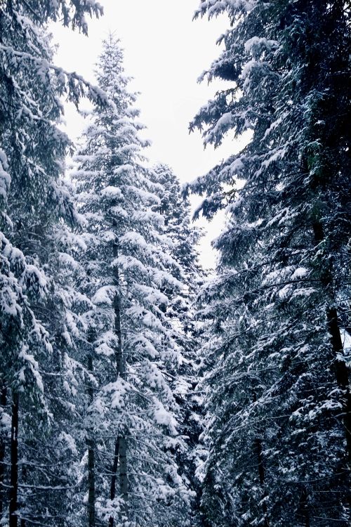 Free Serene winter scene of snow-laden pine trees in Ľubica, Slovakia. Stock Photo