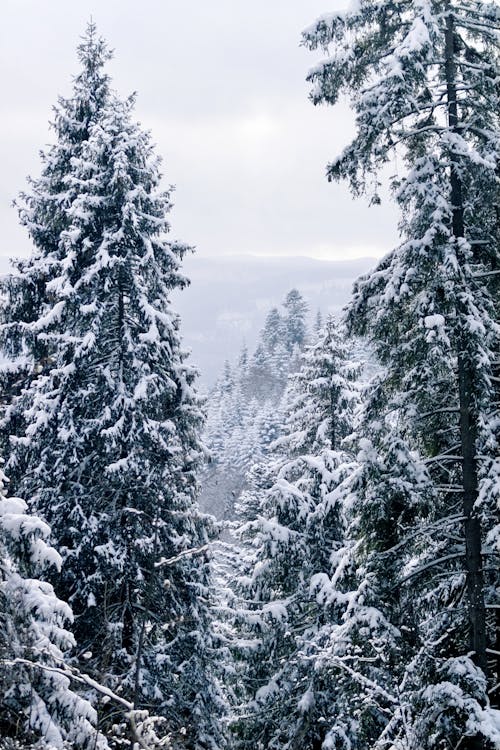 Gratis arkivbilde med kaldt vær, skog, snø dekket