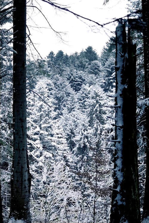 Photo of Pine Trees Covered with Snow