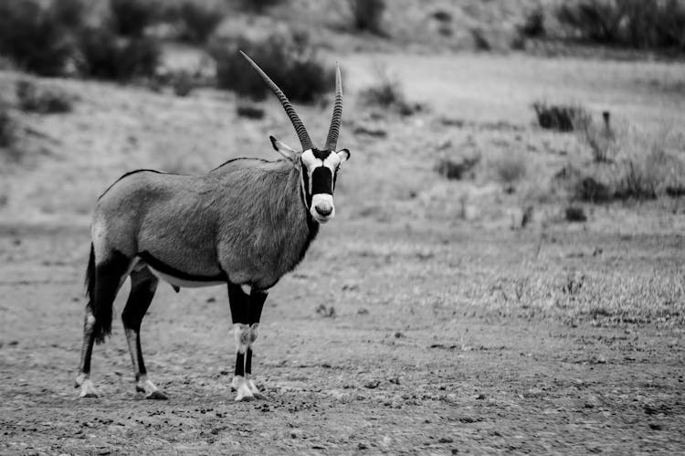 Black And White Portrait Of Oryx