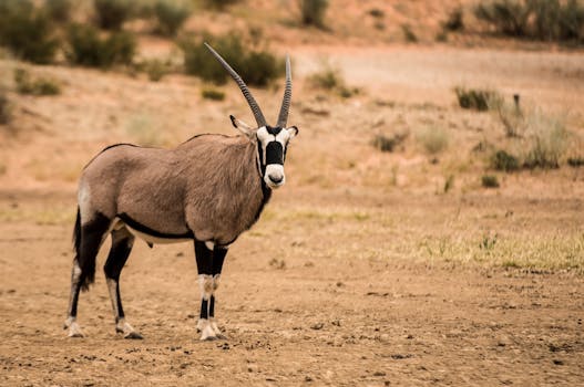 A stunning oryx poses in a serene desert setting, showcasing its impressive horns.