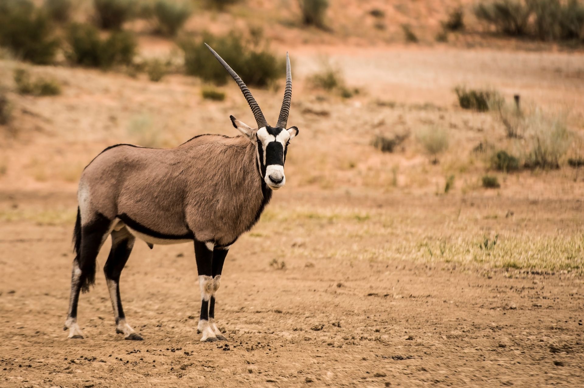 Oryx in Natural Habitat