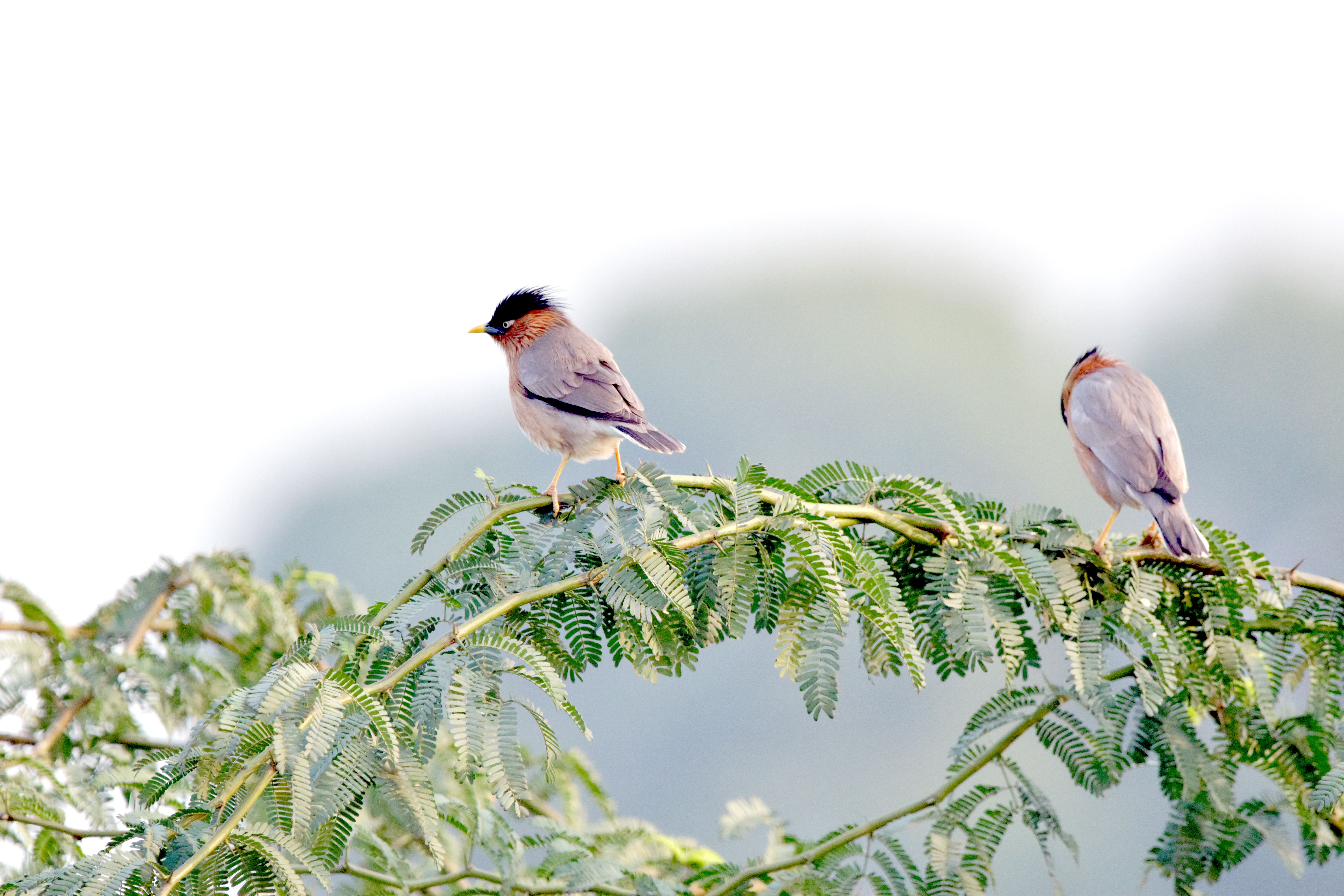 What Window Collisions Do to Bird Populations