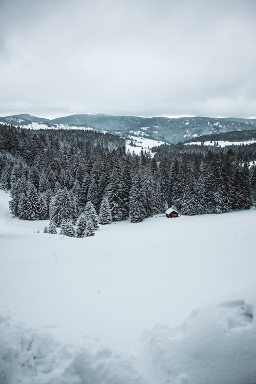 Základová fotografie zdarma na téma chladné počasí, sněhem pokryté zemi, stromy