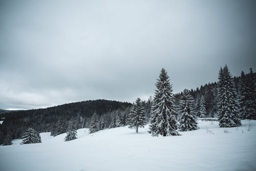 Pine Trees on Snow Covered Ground 