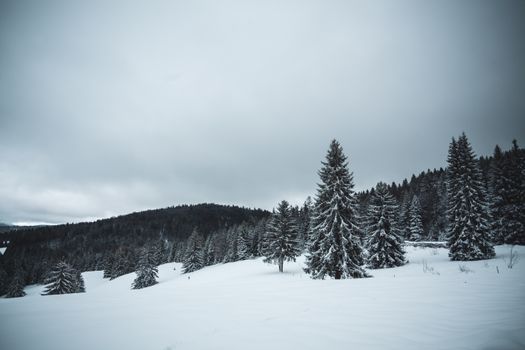 Scenic winter landscape with snow-covered pine trees and mountains under a cloudy sky.