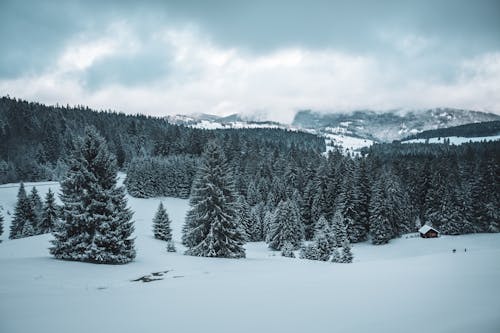 Free Green Pine Trees Covered with Snow Stock Photo