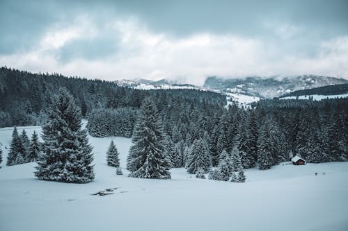 Kostenloses Stock Foto zu boden, kalt, kiefern