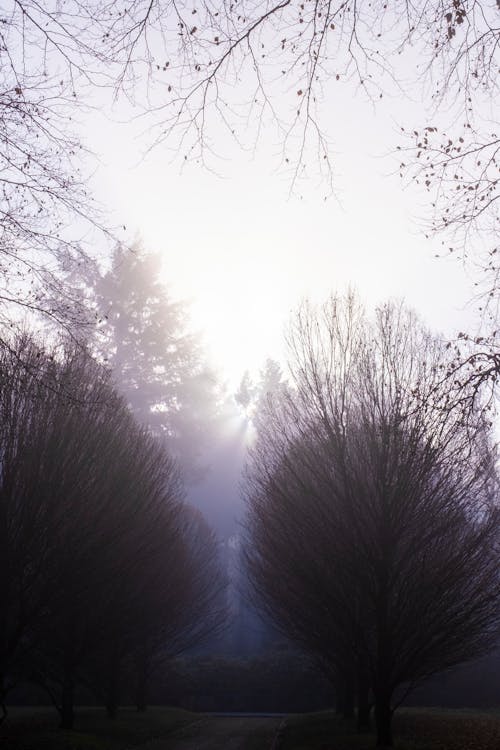 Foto profissional grátis de árvores nuas, clima, declínio