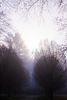 A tranquil foggy park scene with bare trees and soft light filtering through the mist.