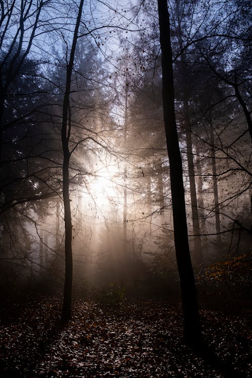 Free Sunlight through Forest Trees  Stock Photo