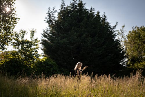 Photos gratuites de arbres, campagne, champ d'herbe