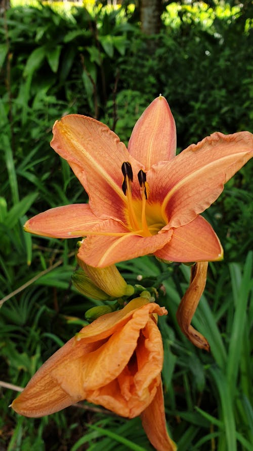 Free stock photo of beautiful flower, orange flower