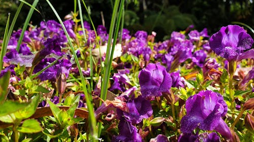 Free stock photo of beautiful flowers, purple flowers