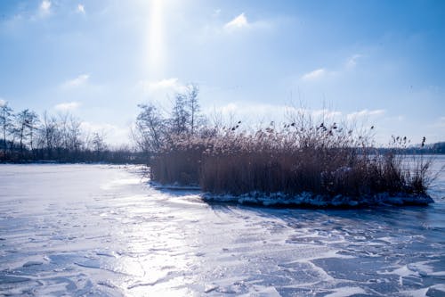 Bushes on a Frozen Lake 