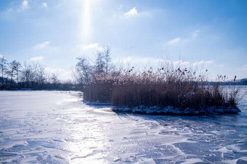 Kostenloses Stock Foto zu gebüsch, gefroren, gefrorener see