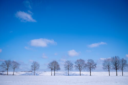Photos gratuites de arbres nus, ciel bleu, enneigé