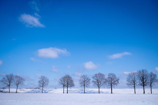 Peaceful winter scene of bare trees under a bright blue sky with snowy ground.