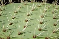 Green and Brown Grass