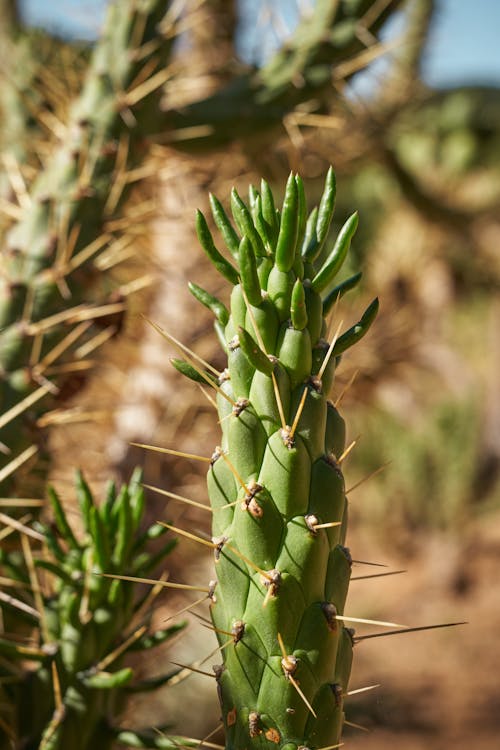 Eve's Needle Cactus  in Close-Up Photography