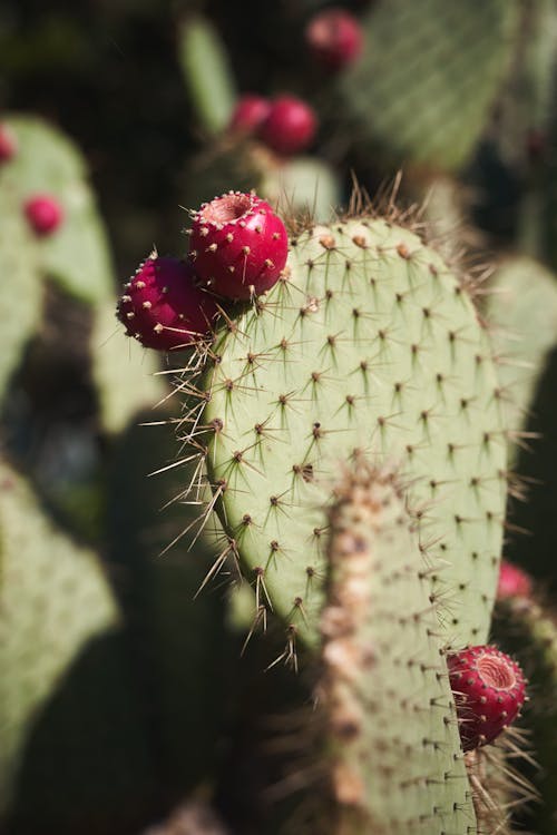 Green Cactus in Macro Shot Photography