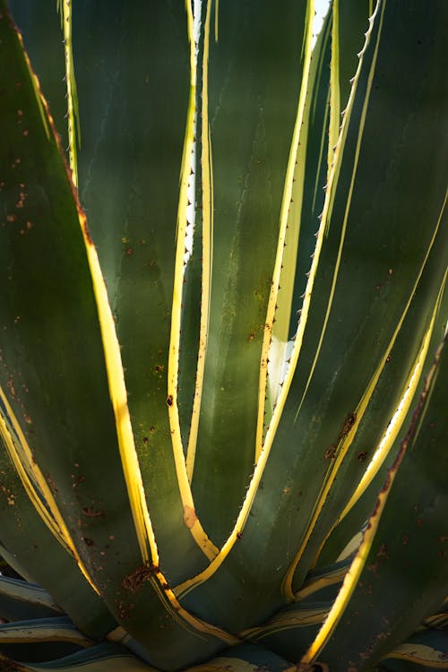 Foto profissional grátis de agave, ecológico, fechar-se