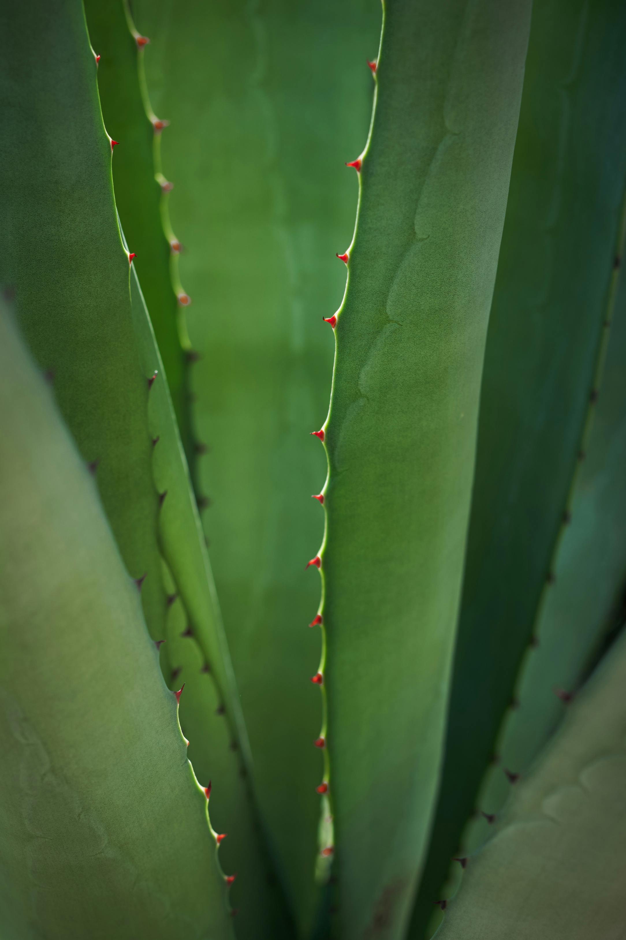 Detailed macro shot of a green agave plant highlighting its thorny edges, perfect for nature themes.