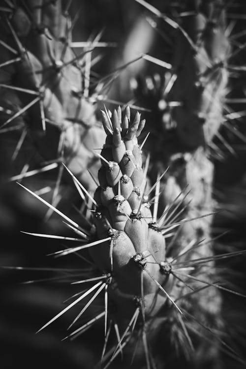 Grayscale Photo of a Cactus Plant with Sharp Spines