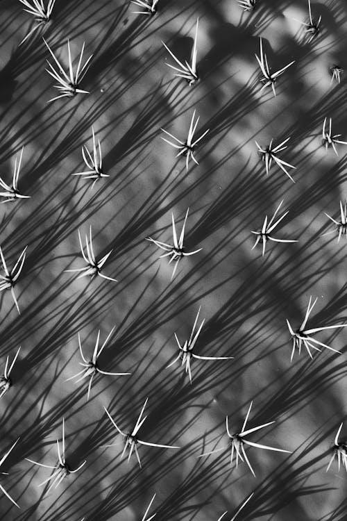 Cacti in Macro Photography 