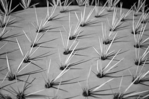 Macro Shot Photography of Cactus Plant