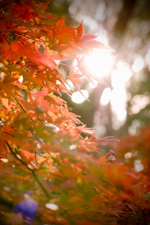 Free Bright autumn maple leaves with sunlight filtering through, capturing the essence of fall. Stock Photo