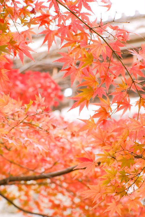 Close-up Photo of Maple Leaves during Autumn 