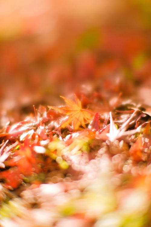 Fotobanka s bezplatnými fotkami na tému červené listy, javorové listy, jesenné lístie