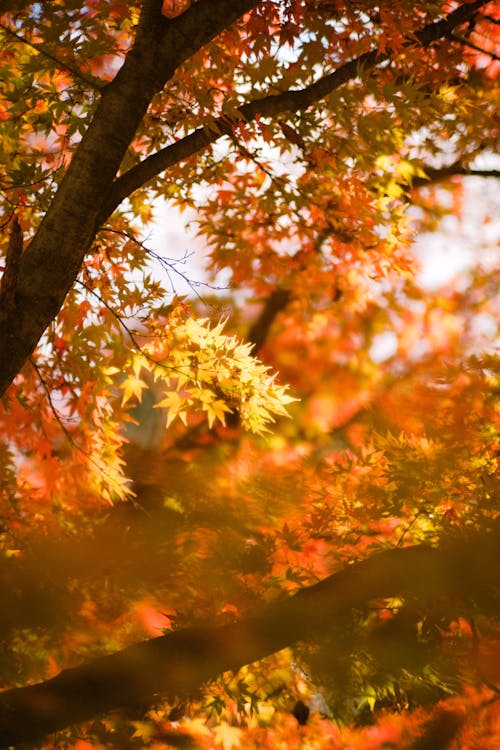 無料 垂直ショット, 楓の葉, 紅葉の無料の写真素材 写真素材