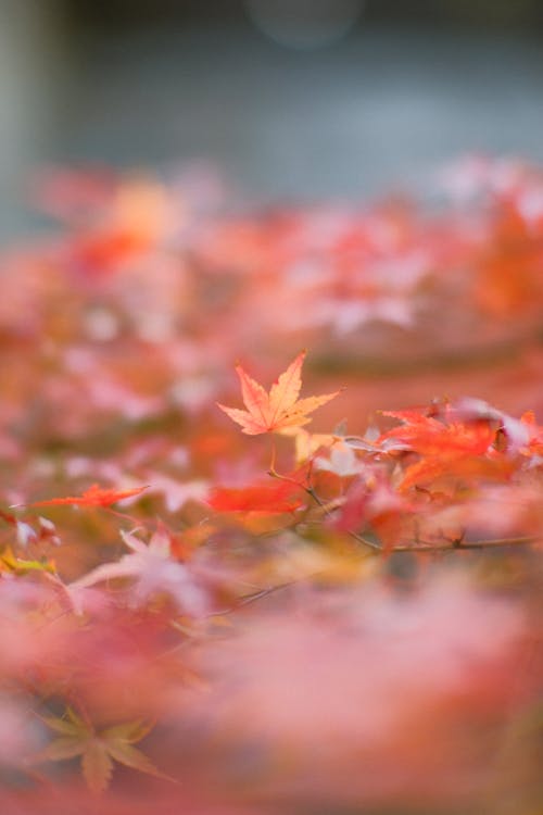 Maple Leaves during Autumn in Tilt-Shift Lens 