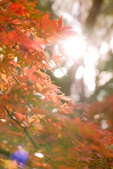 Vivid red maple leaves backlit by sunlight in an autumn setting creates a warm, vibrant scene.