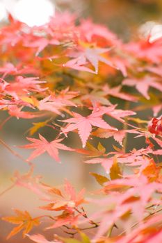 Close-up of red Japanese maple leaves showcasing autumn's vibrant colors.