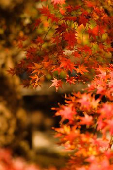 Close-up of vivid red Japanese maple leaves capturing the essence of autumn's beauty.