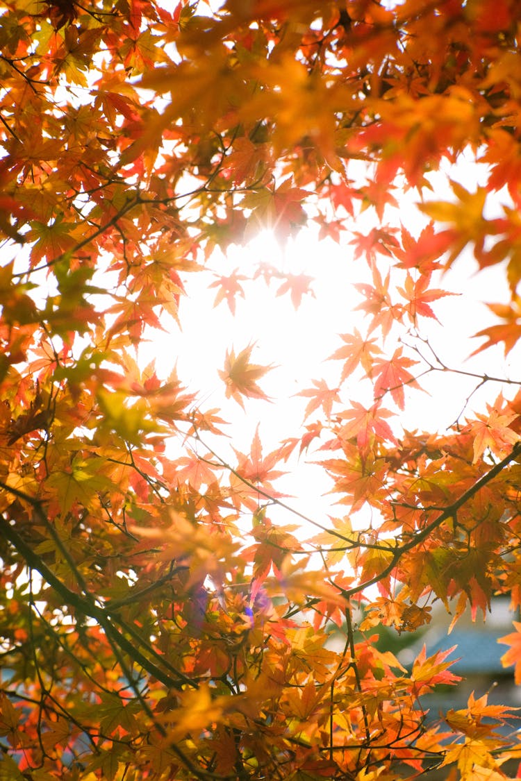 Autumn Leaves On Branches