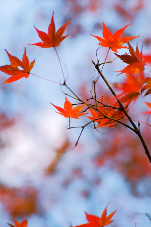 Free Red Leaves on Brown Tree Branch Stock Photo